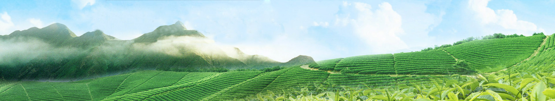 茶产业转型升级风口，茶品汇引领行业“新零售